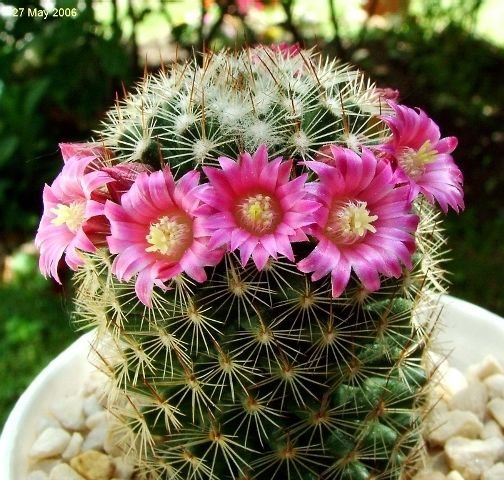 Mammillaria_ matudae_ 12